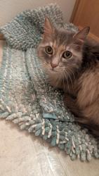 Found/Stray Female Cat last seen E 60th and Mckinley, Tacoma, WA 98404