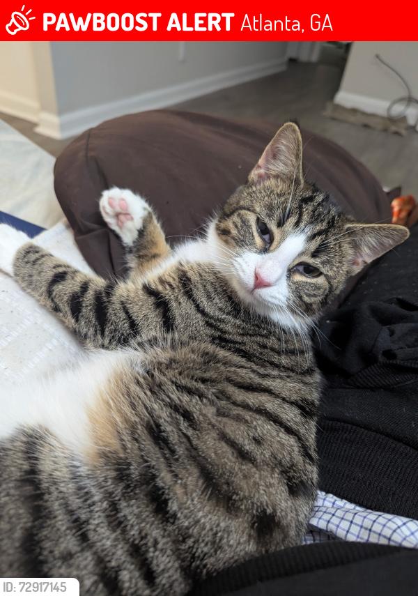 Lost Female Cat last seen Off exit 6 Ramp, Atlanta, GA 30350
