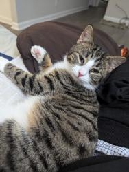 Lost Female Cat last seen Off exit 6 Ramp, Atlanta, GA 30350