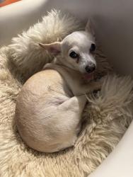 Reunited Female Dog last seen Near E. Yandell Dr, El Paso, TX 79903