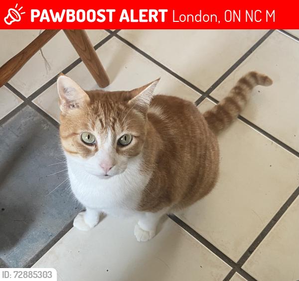 Lost Male Cat last seen Wellington and Grand Ave, London, ON N6C 1M7