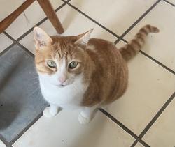 Lost Male Cat last seen Wellington and Grand Ave , London, ON N6C 1M7