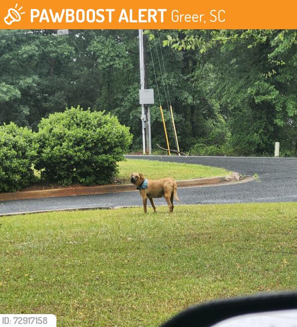 Found/Stray Male Dog last seen In the Dollar tree parking lot, Greer, SC 29650