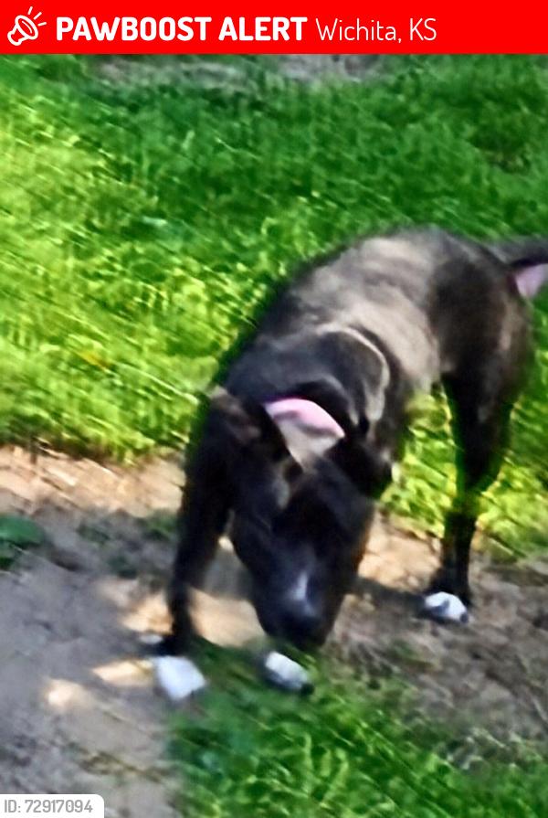 Lost Female Dog last seen Pawnee and Hillside, 3002 E Stafford , Wichita, KS 67211