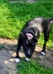 Lost Female Dog last seen Pawnee and Hillside, 3002 E Stafford , Wichita, KS 67211
