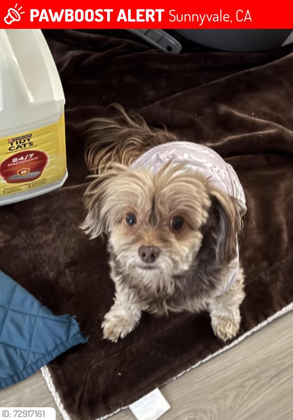 Lost Female Dog last seen Bradford drive, Sunnyvale, CA 94089