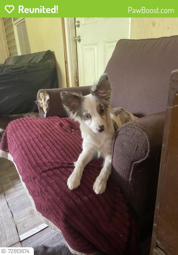 Reunited Female Dog last seen between highway 40 and Zurich Ln, Waynesville, NC 28785