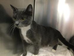 Shelter Stray Female Cat last seen TAMPICO & EISENHOWER, Thousand Palms, CA 92276