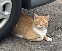 Lost Male Cat last seen Lincoln Park, Jersey City, NJ 07304