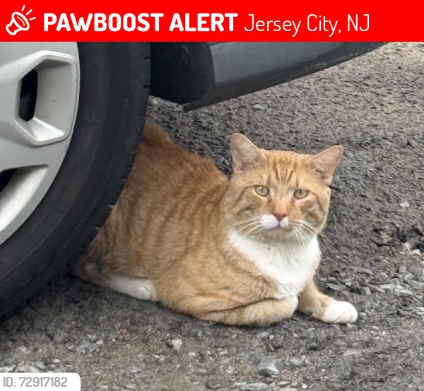 Lost Male Cat last seen Lincoln Park, Jersey City, NJ 07304