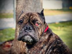 Shelter Stray Female Dog last seen , Orlando, FL 32839
