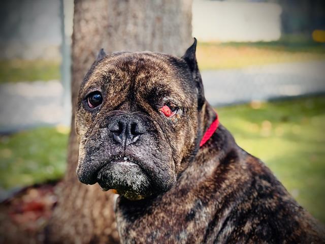 Shelter Stray Female Dog last seen , 2769 Conroy Rd, Orlando, FL 32839, USA