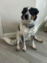 Shelter Stray Male Dog last seen , San Antonio, TX 78227