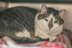 Shelter Stray Male Cat last seen CHARLOTTE, Charlotte, NC 28217