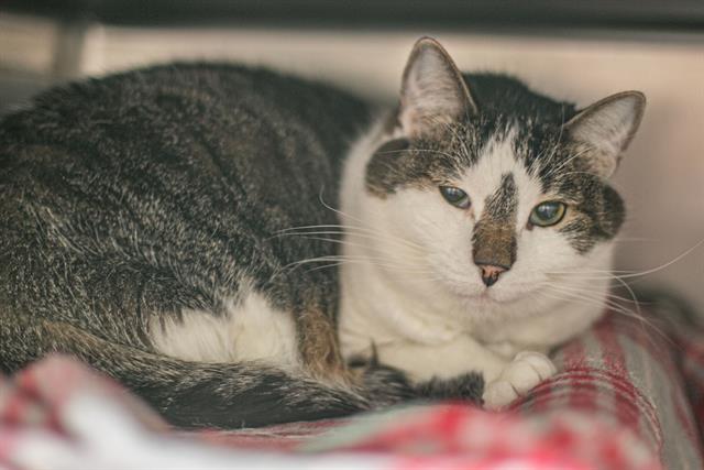 Shelter Stray Male Cat last seen CHARLOTTE, Charlotte, NC 28217