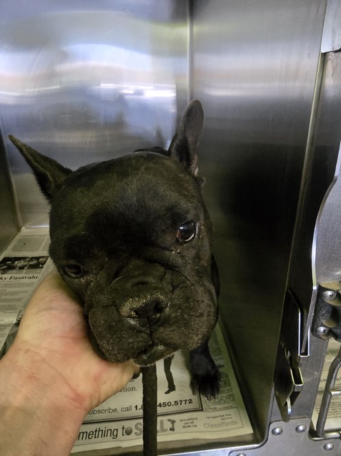 Shelter Stray Female Dog last seen , Los Angeles, CA 90047