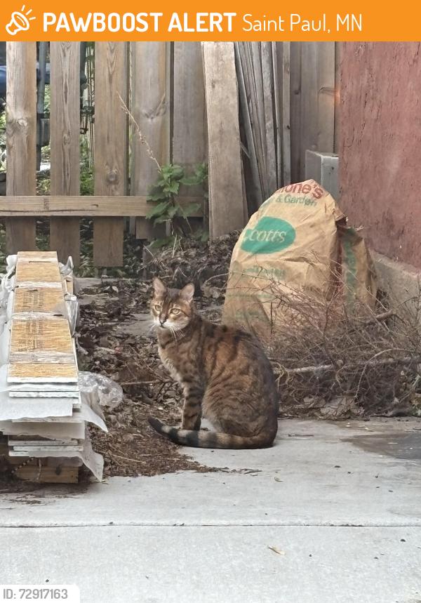Found/Stray Unknown Cat last seen Goodrich and Milton, Saint Paul, MN 55105