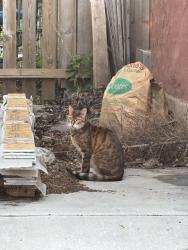 Found/Stray Unknown Cat last seen Goodrich and Milton, Saint Paul, MN 55105