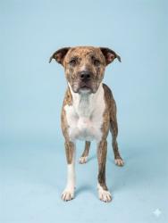 Shelter Stray Female Dog last seen TAYLOR FIELDS RD, Jacksonville, FL 32204