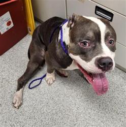 Shelter Stray Female Dog last seen ELK GROVE BLVD / W STOCKTON BLVD, Elk Grove, CA 95624