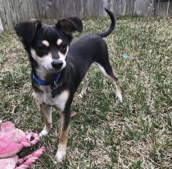 Reunited Male Dog last seen Morton Ranch Neighborhood, Harris County, TX 77449