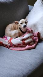 Reunited Male Dog last seen Winfreys , Wenham, MA 01984