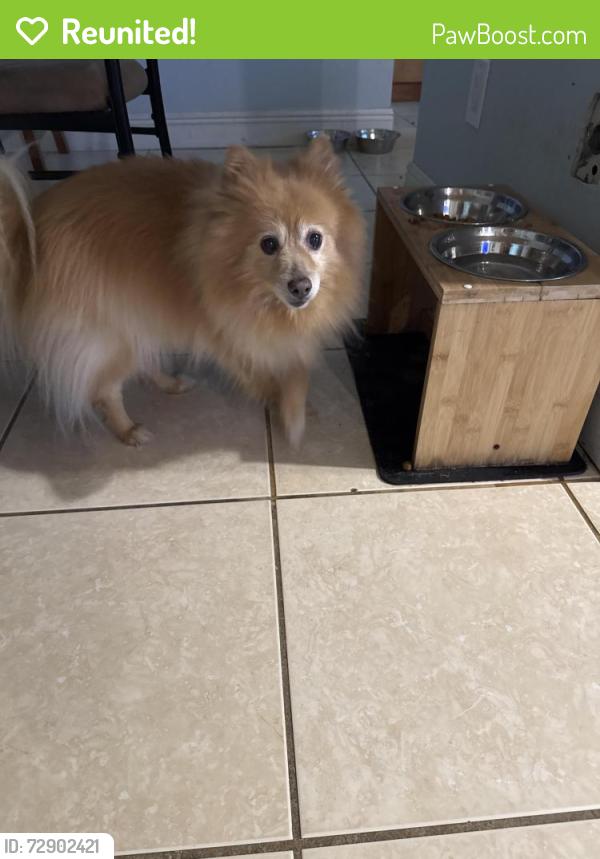 Reunited Unknown Dog last seen San Sebastián and Abney , Port St. Lucie, FL 34953