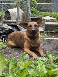 Found/Stray Female Dog last seen S West Street, Petersburg, VA 23803