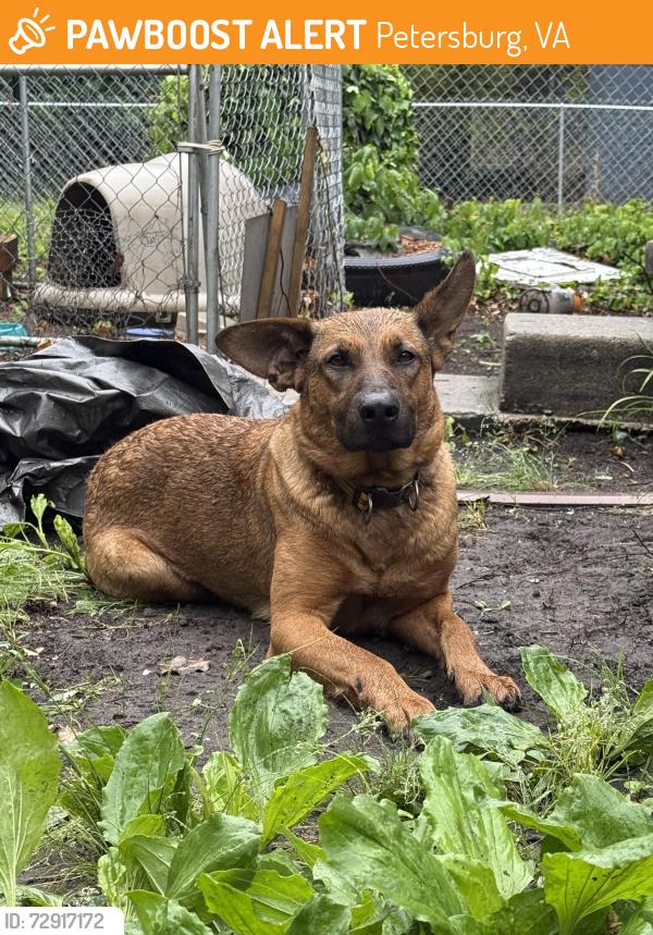Found/Stray Female Dog last seen S West Street, Petersburg, VA 23803