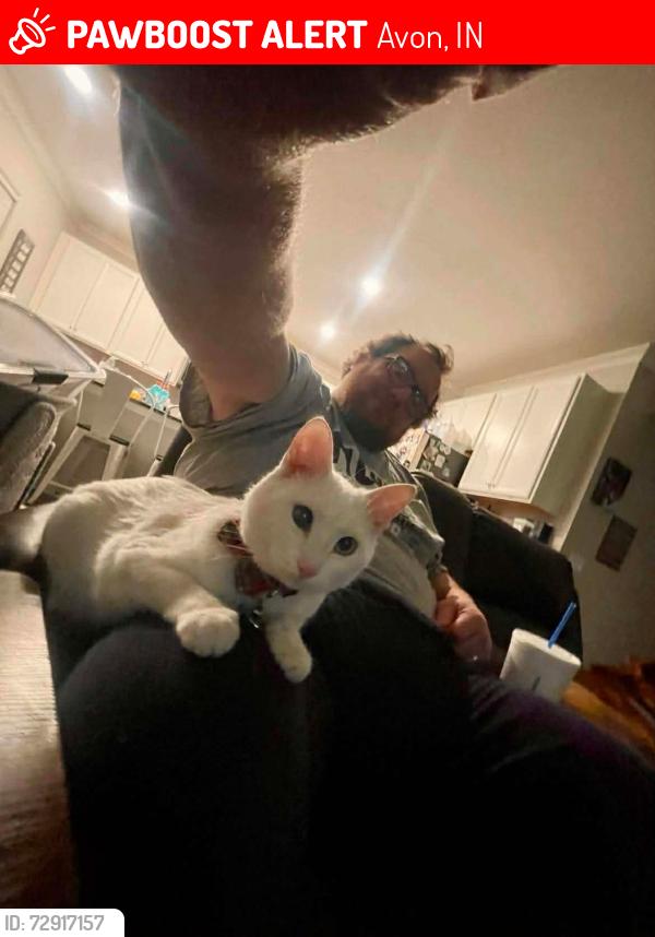 Lost Female Cat last seen On Meadowbank Ln in Camden neighborhood, near 100N and Ronald Reagan, Avon, IN 46123