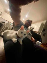 Lost Female Cat last seen On Meadowbank Ln in Camden neighborhood, near 100N and Ronald Reagan, Avon, IN 46123