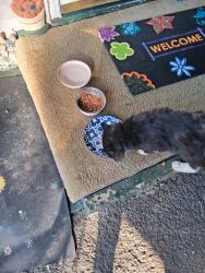 Reunited Male Cat last seen Nall and villa off tazewell pk, Knoxville, TN 37918