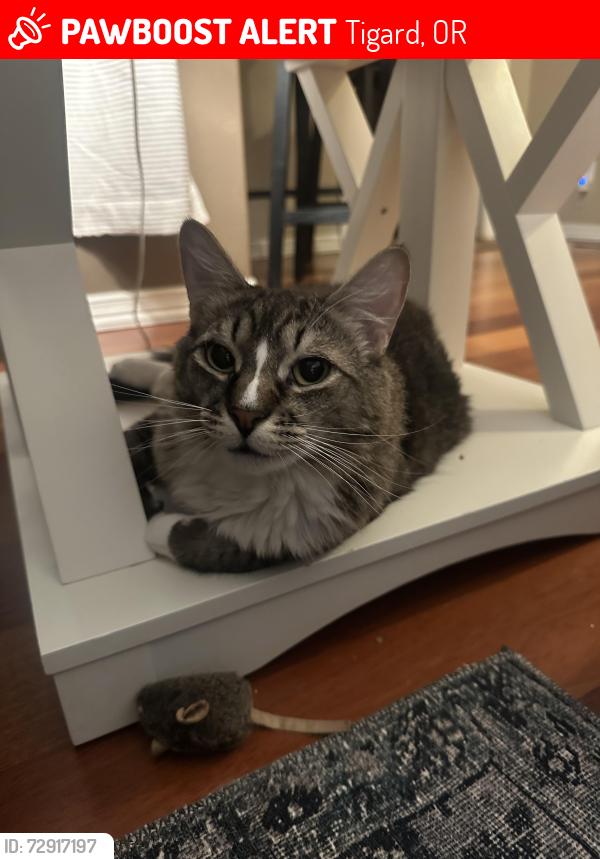 Lost Male Cat last seen Bull mountain rd, Tigard, OR 97224