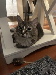 Lost Male Cat last seen Bull mountain rd, Tigard, OR 97224