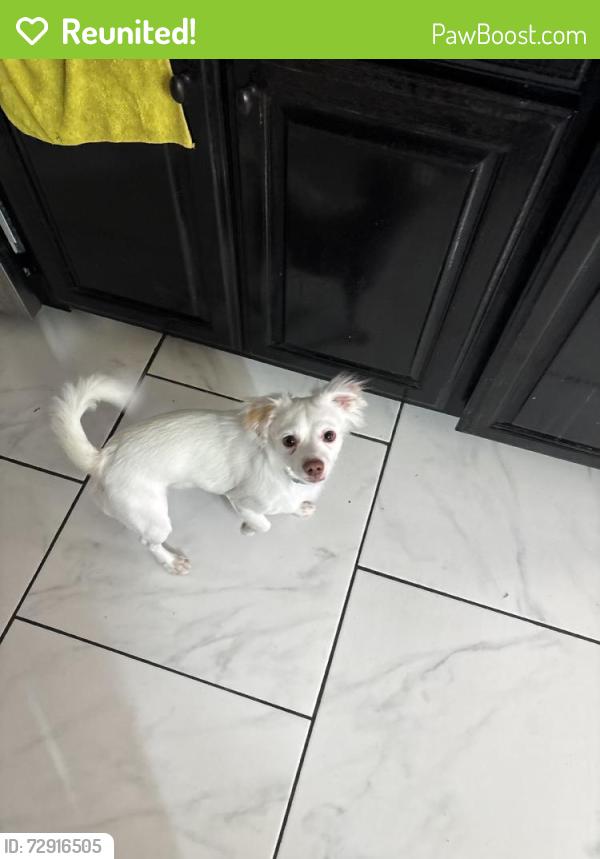 Reunited Male Dog last seen Near Kingspoint Rd, Houston, TX 77075, USA, Houston, TX 77075