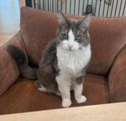 Reunited Male Cat last seen Mountfort Ct SW and Marshall Rd SW, Vienna, VA 22180