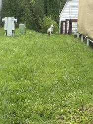 Found/Stray Female Dog last seen Maine avenue SW, Warren OHI, Weathersfield Township, OH 44481
