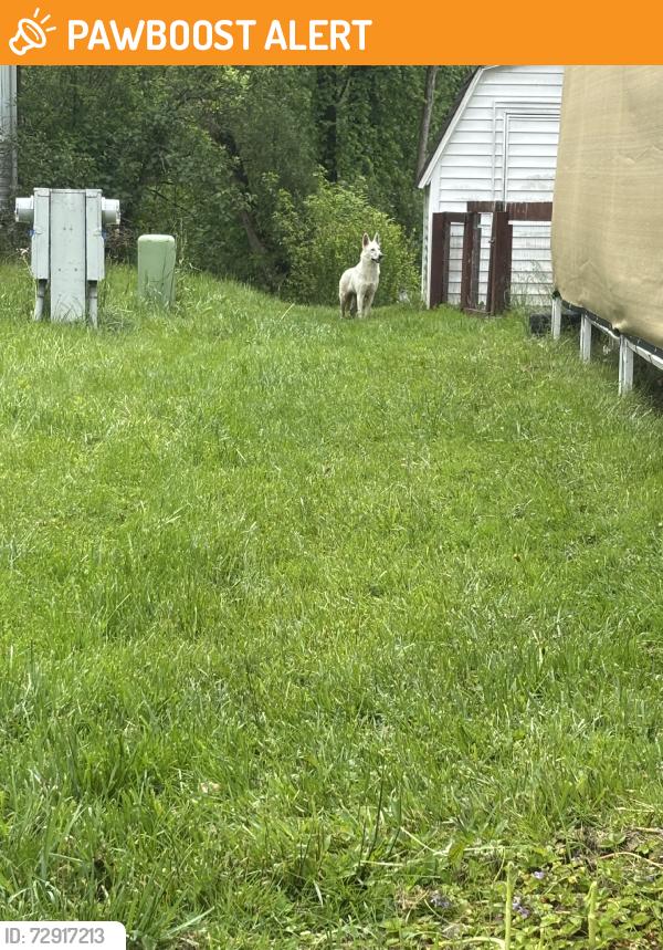 Found/Stray Female Dog last seen Maine avenue SW, Warren OHI, Weathersfield Township, OH 44481
