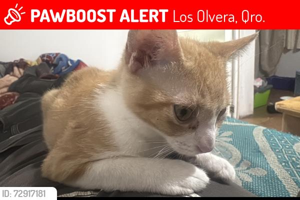 Lost Male Cat last seen Jacarandas  , Los Olvera, Qro. 76904