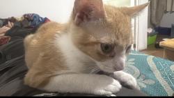 Lost Male Cat last seen Jacarandas  , Los Olvera, Qro. 76904