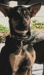 Reunited Female Dog last seen Voss Rd and Capistrano Drive, Dallas, TX 75287