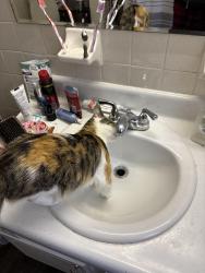 Reunited Female Cat last seen Ottawa Street, Malzahn Street, Post Street, Saginaw, MI 48602