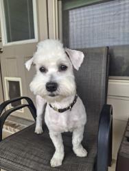 Reunited Male Dog last seen Copper Crossing Dr, Fort Worth, TX 76131, USA, Fort Worth, TX 76131
