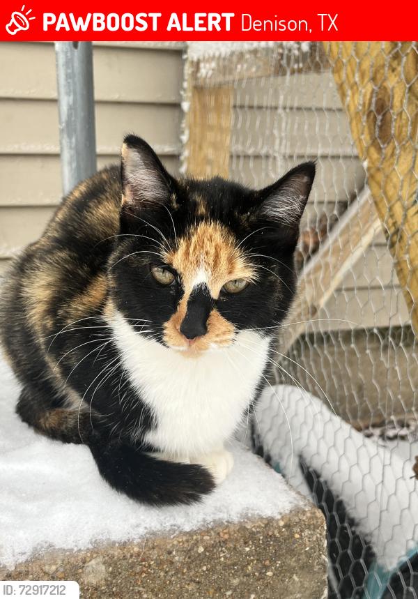 Lost Female Cat last seen Oak Ridge Drive, Denison, TX 75020