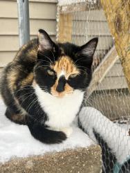 Lost Female Cat last seen Oak Ridge Drive, Denison, TX 75020