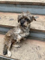 Reunited Male Dog last seen Linden st, Oakland, CA 94607