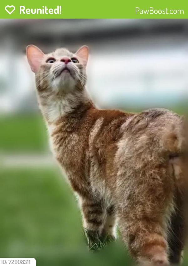 Reunited Female Cat last seen Near w cermak rd, Berwyn, IL 60402