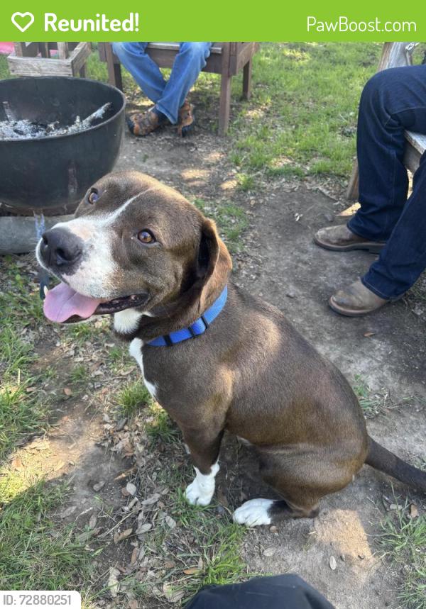 Reunited Male Dog last seen Livingston road, Weatherford, TX 76087
