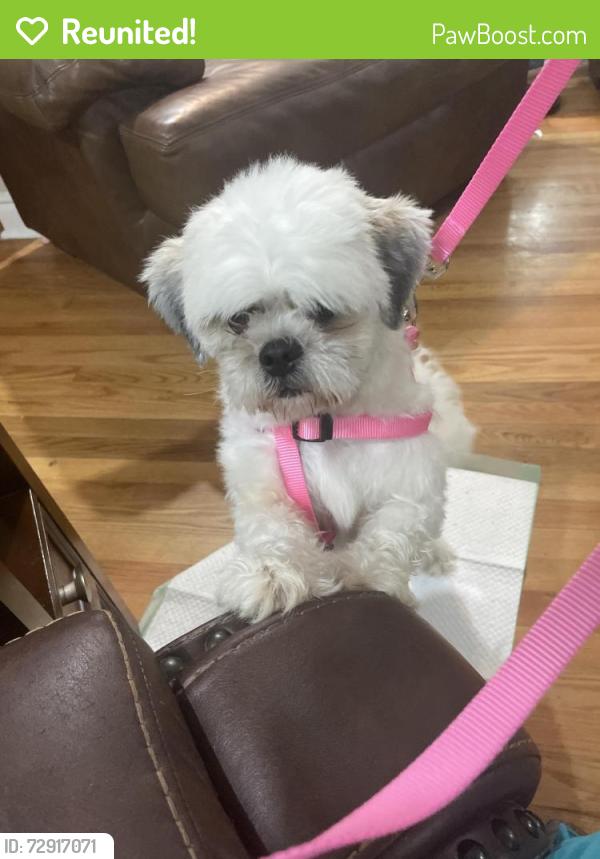Reunited Female Dog last seen Cracker Barrel in Dunn nc, Dunn, NC 28334