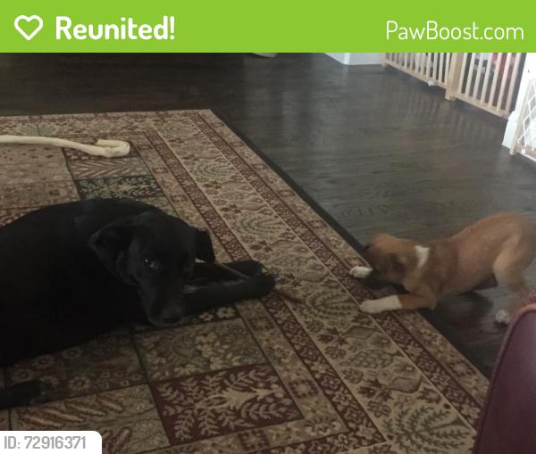 Reunited Female Dog last seen lakeshore de.  flowermound , Flower Mound, TX 75028